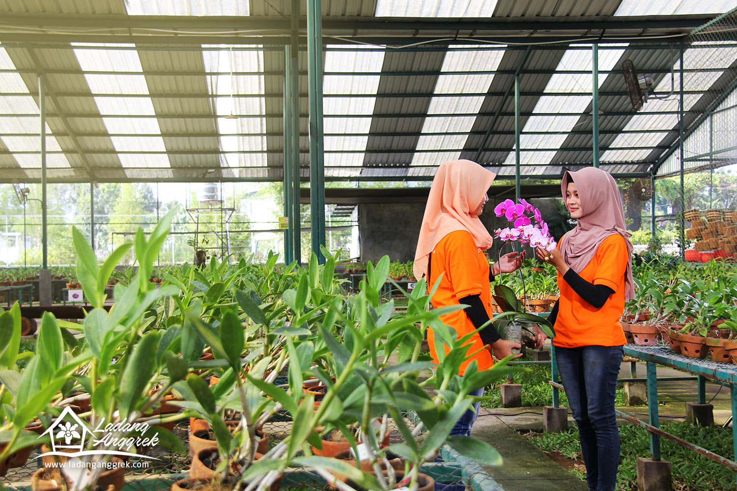 Ladang Anggrek